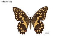 藏品(花鳳蝶)的圖片